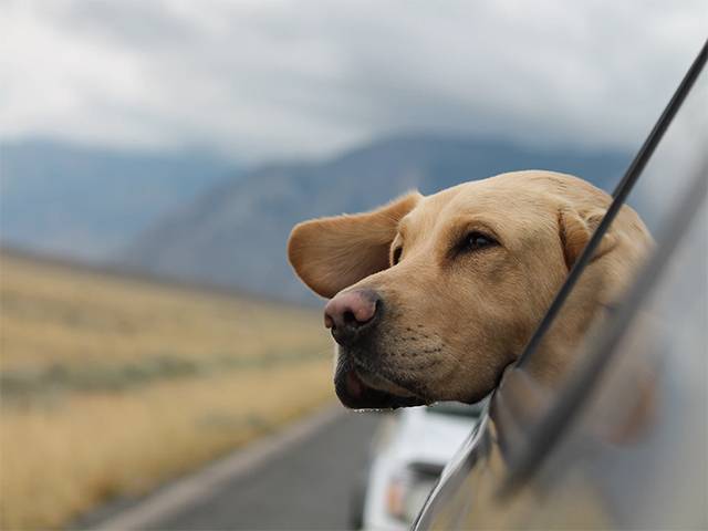 Your Guide to Travelling Around the Country with Your Pooch